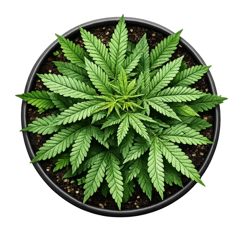 Top view of a healthy green cannabis plant growing in a black pot with lush, vibrant leaves on a white background.